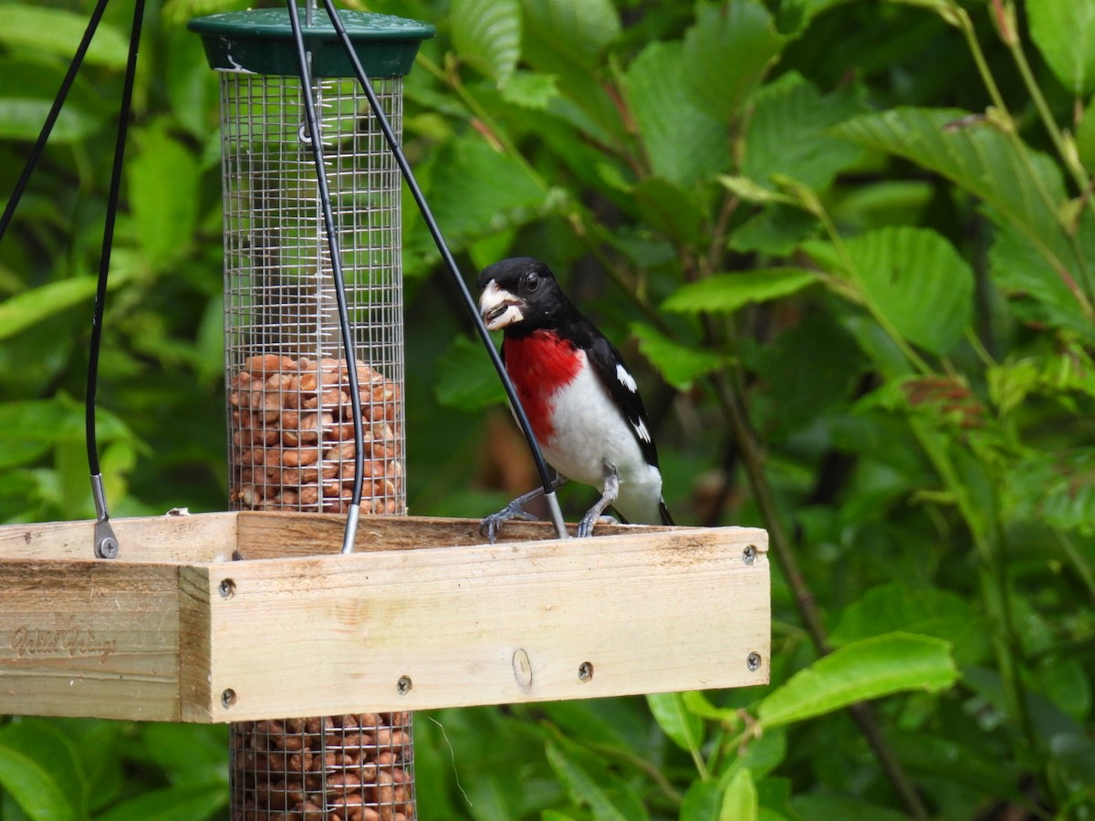 Rose-breasted Grosbeak - ML620878207