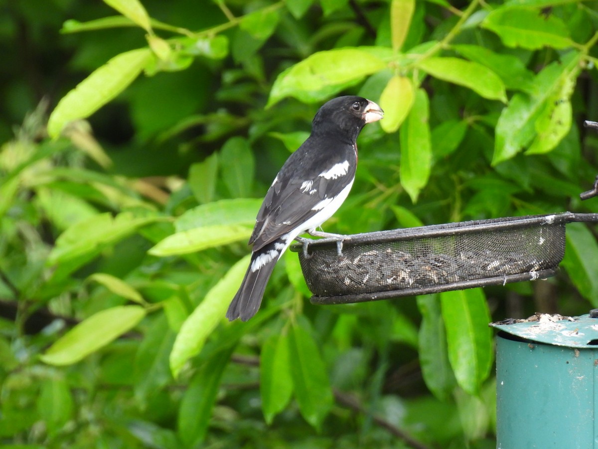 Rose-breasted Grosbeak - ML620878209