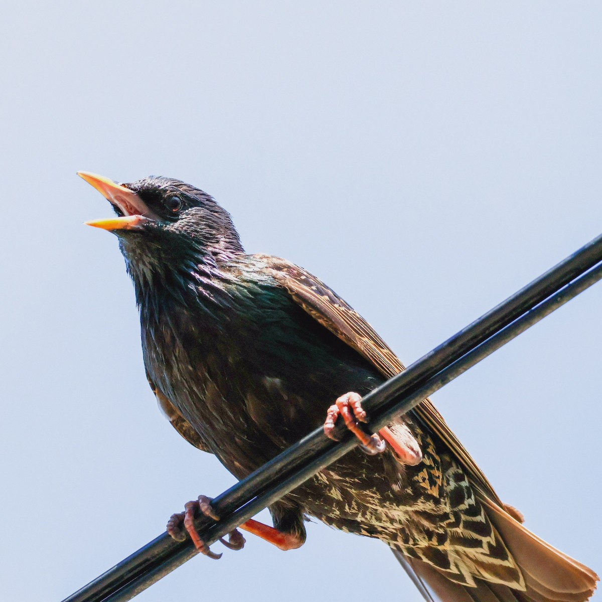 European Starling - ML620878210