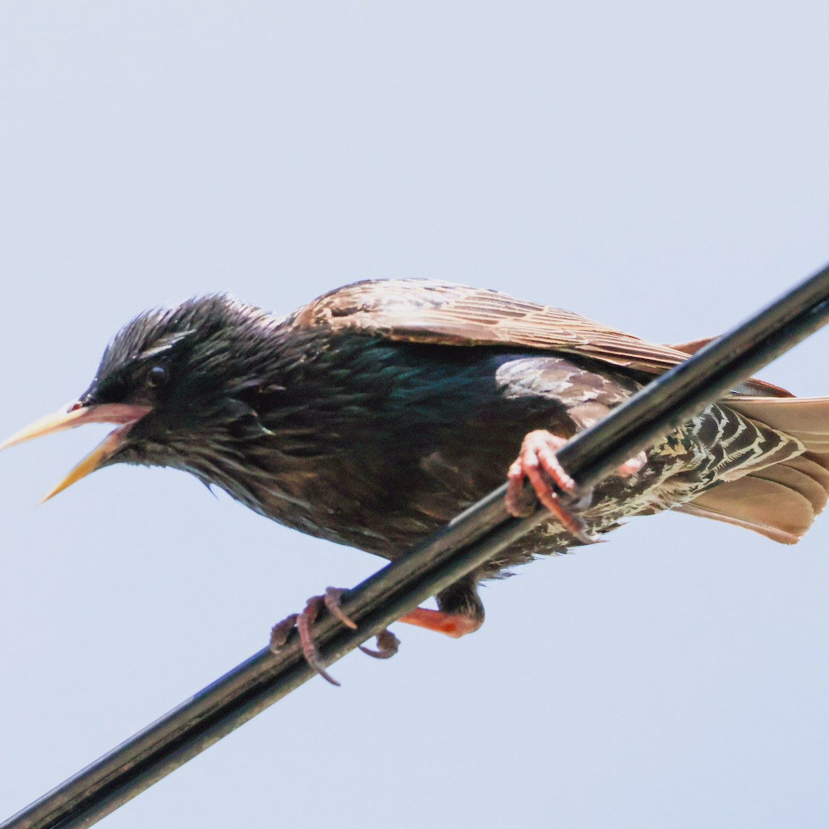 European Starling - ML620878211