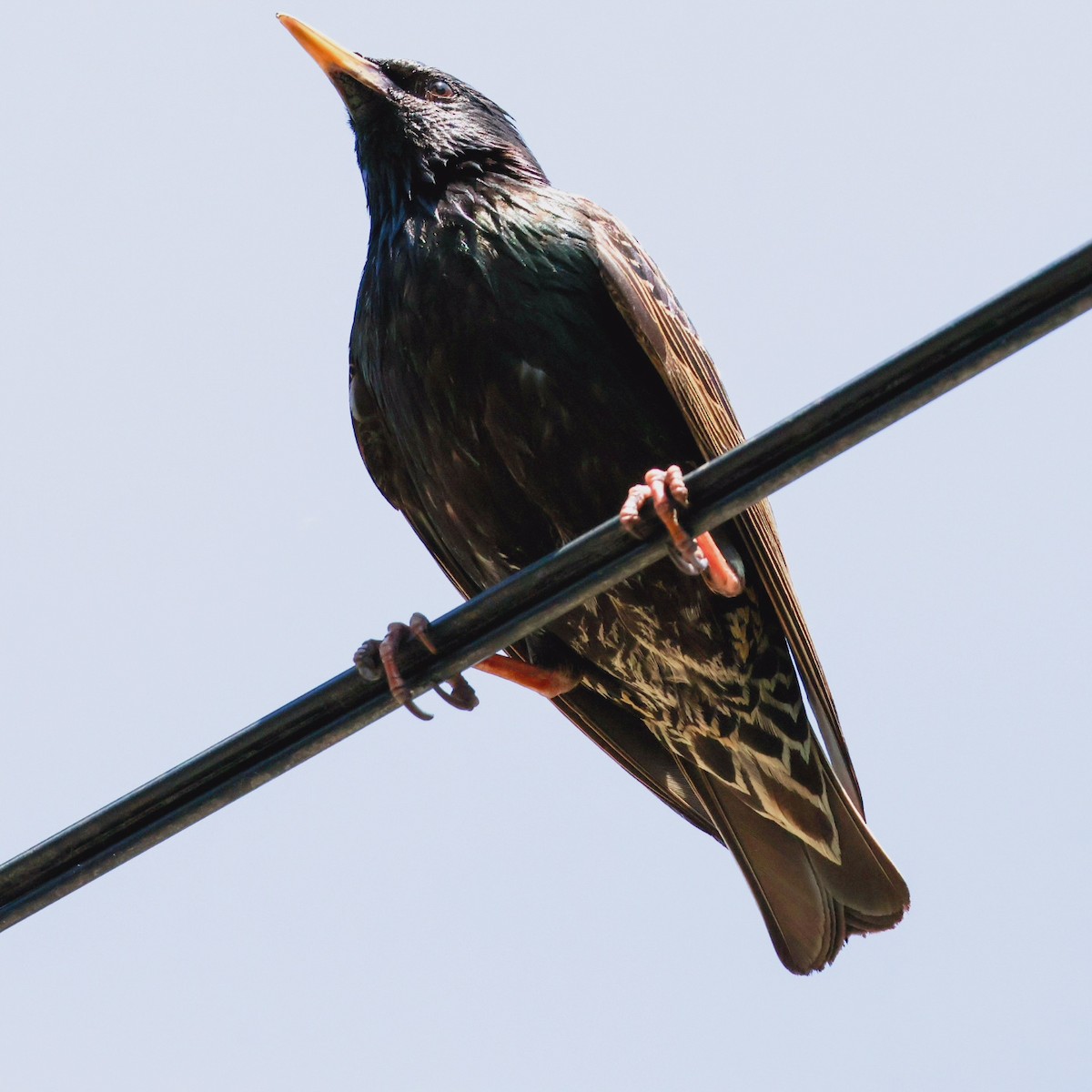 European Starling - ML620878215