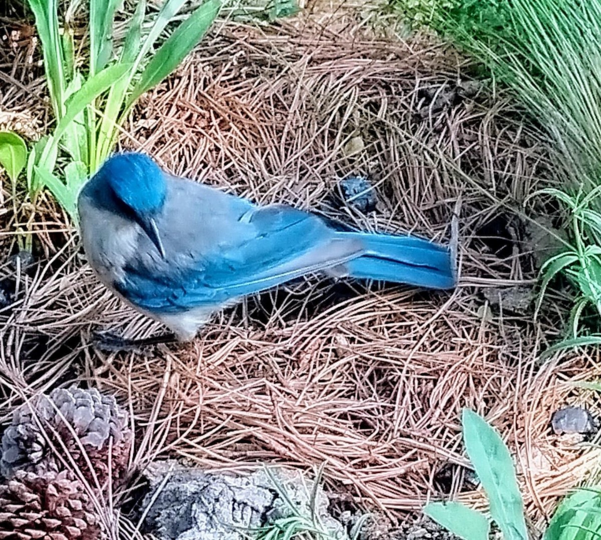 Mexican Jay - ML620878217