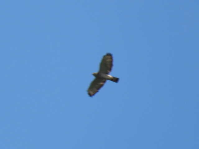 Broad-winged Hawk - Joe McGill