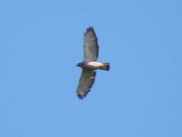 Broad-winged Hawk - ML620878224