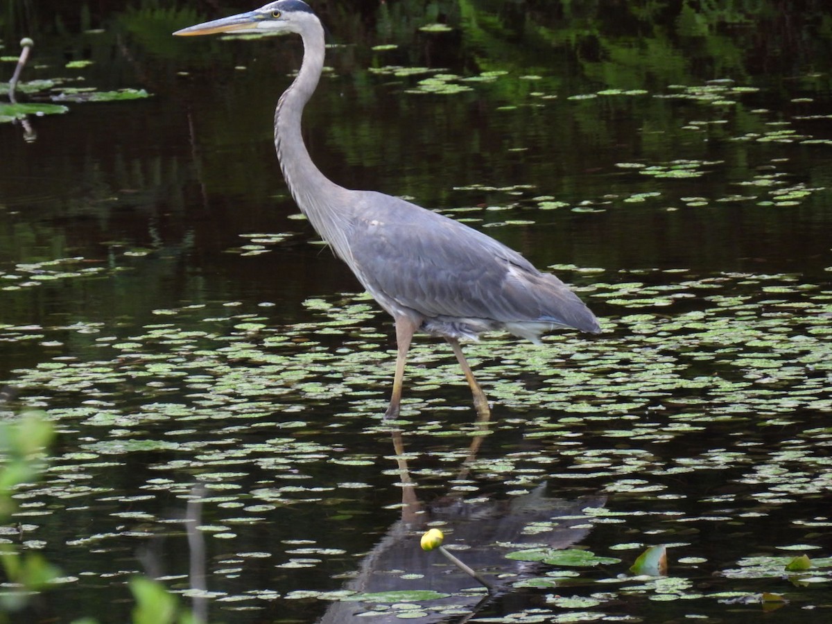 Great Blue Heron - ML620878230