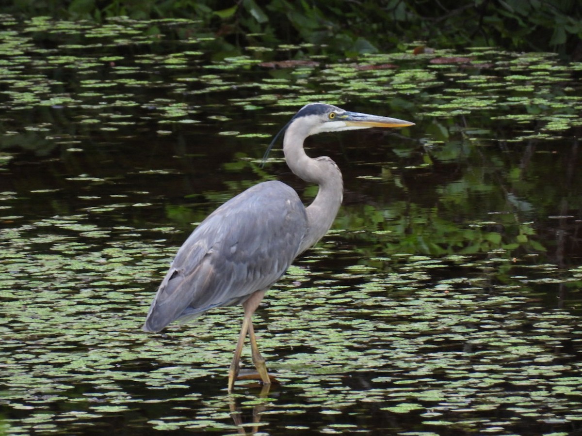 Great Blue Heron - ML620878233