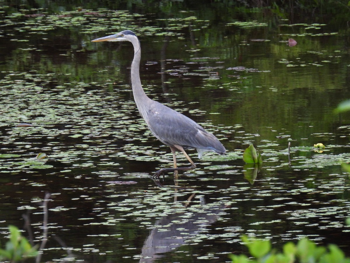 Great Blue Heron - ML620878234