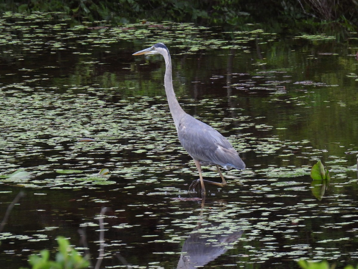 Great Blue Heron - ML620878235