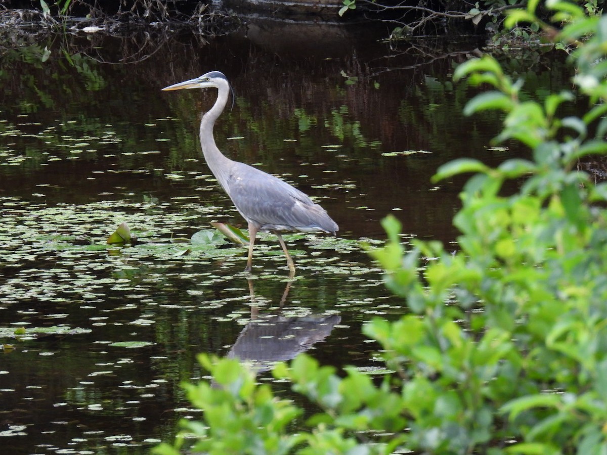 Great Blue Heron - ML620878236