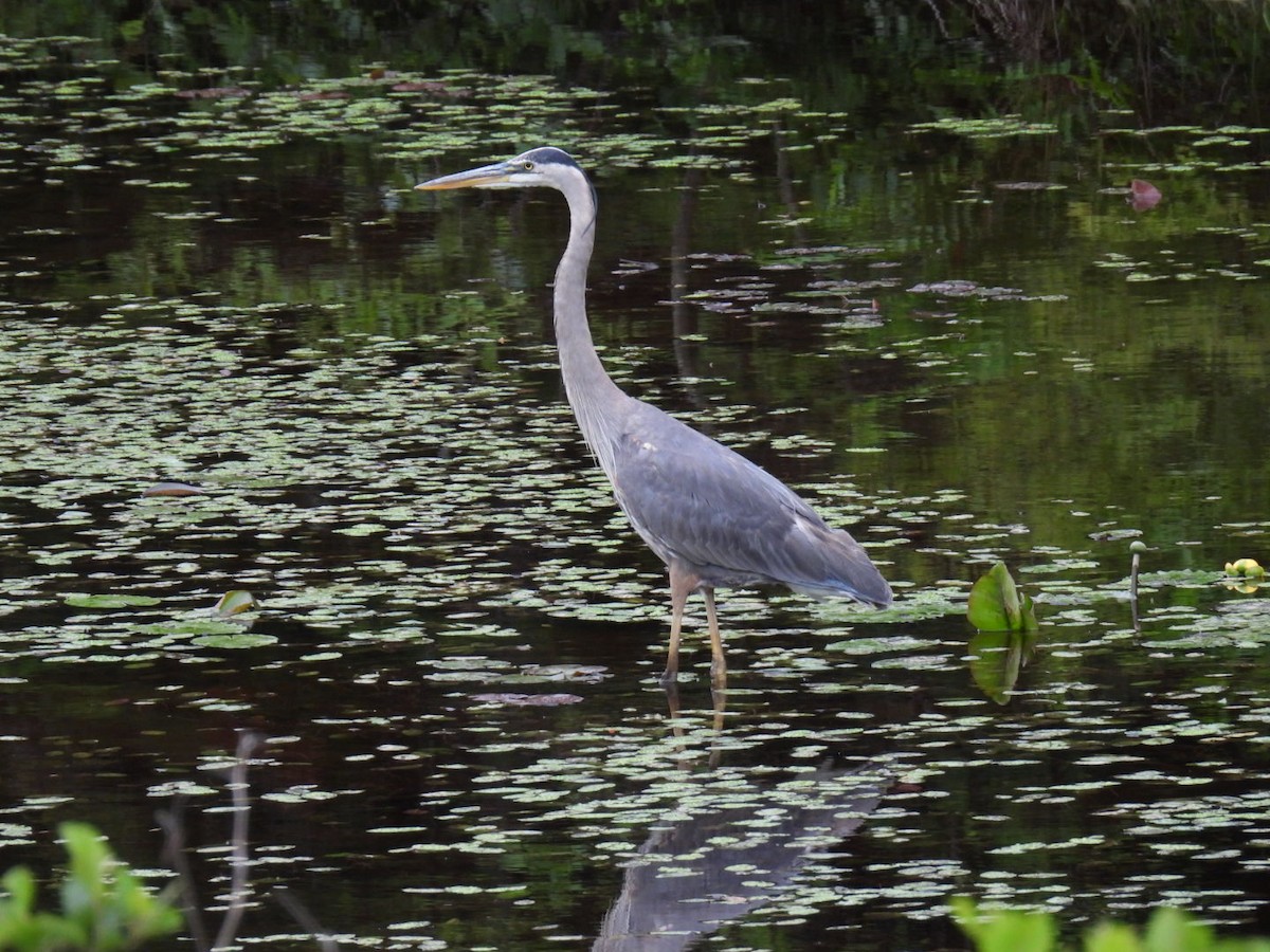 Great Blue Heron - ML620878237