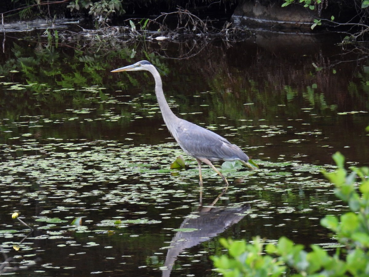 Great Blue Heron - ML620878240