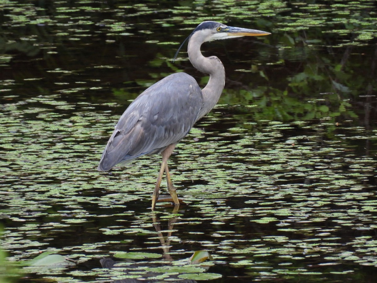 Great Blue Heron - ML620878241