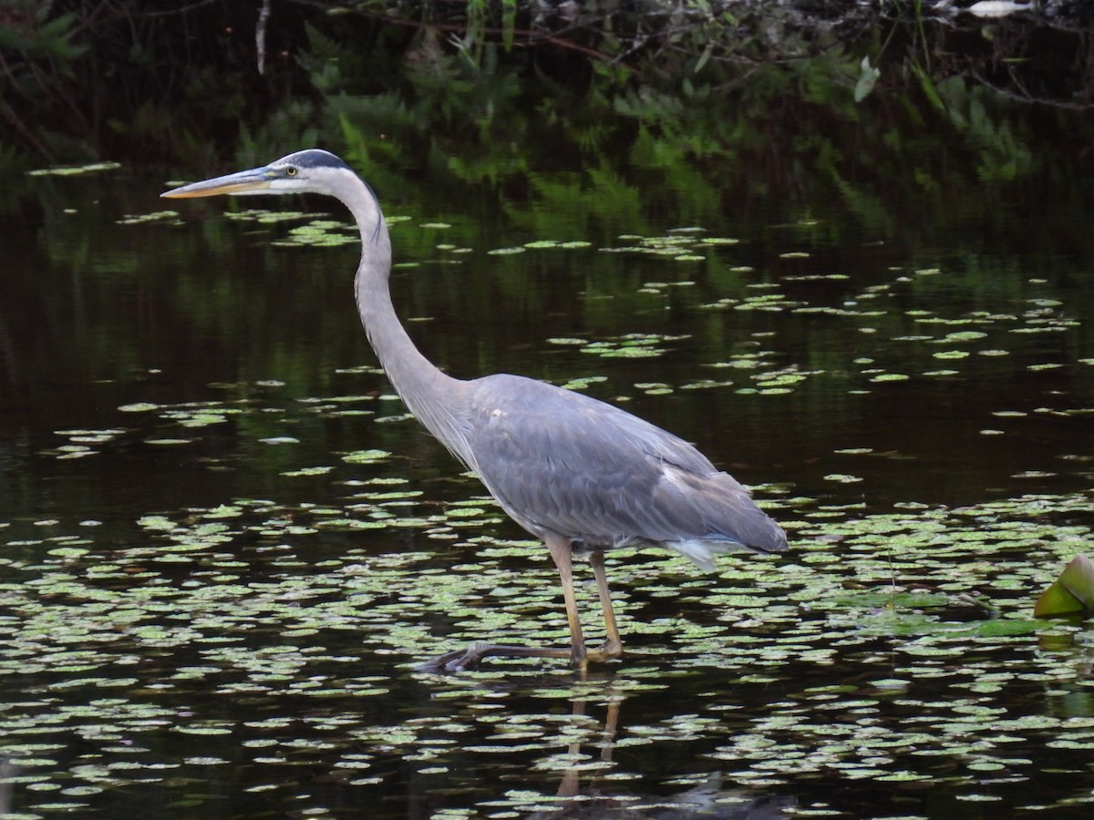 Great Blue Heron - ML620878242