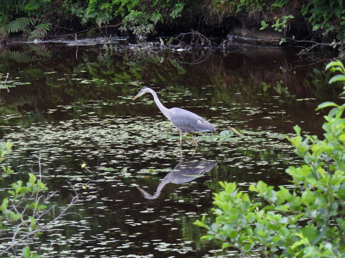 Great Blue Heron - ML620878243