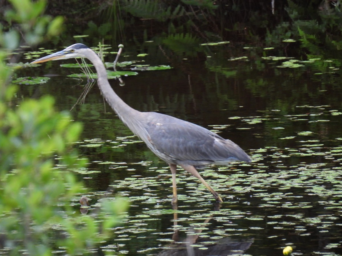 Great Blue Heron - ML620878244