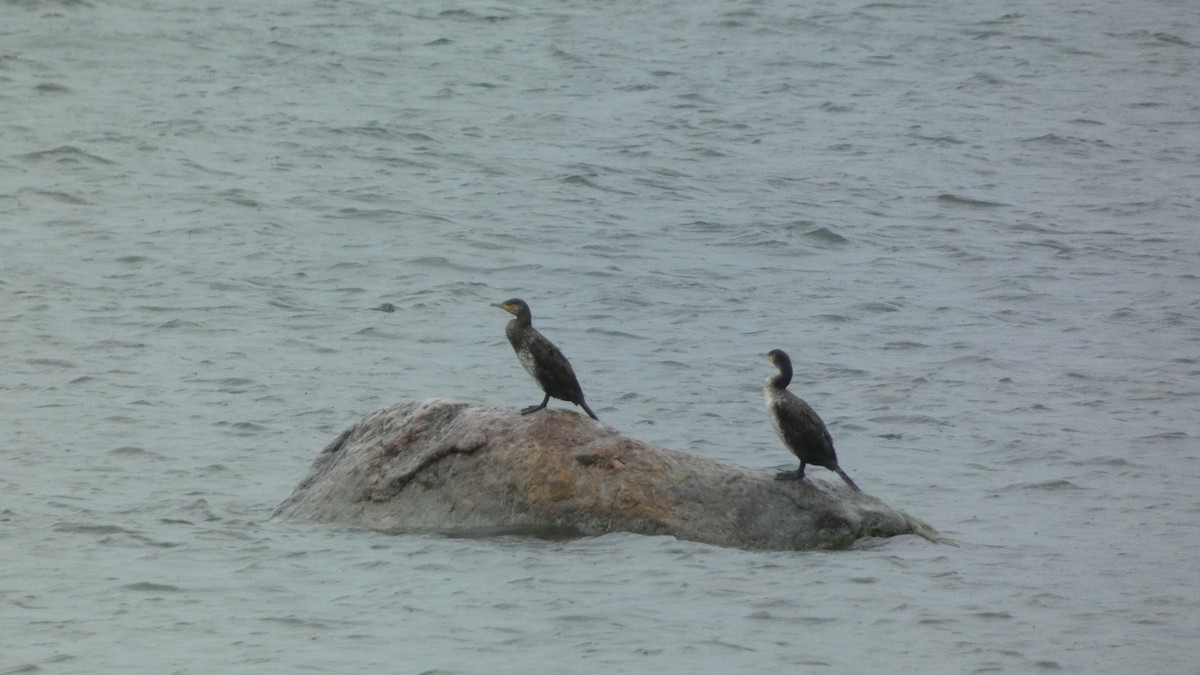 Great Cormorant - ML620878247