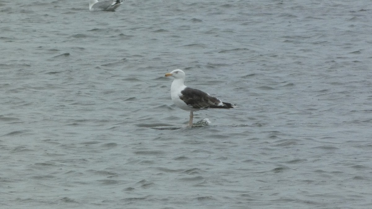 Great Black-backed Gull - ML620878248