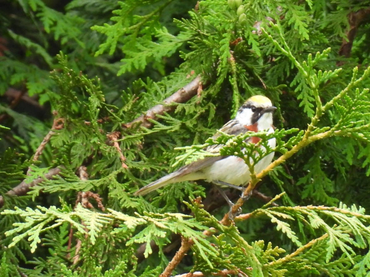 Paruline à flancs marron - ML620878250