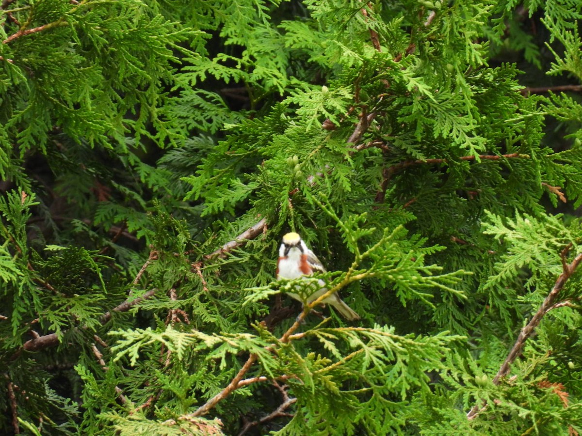 Chestnut-sided Warbler - ML620878251