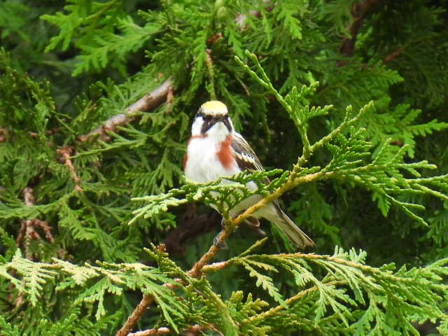 Chestnut-sided Warbler - ML620878252