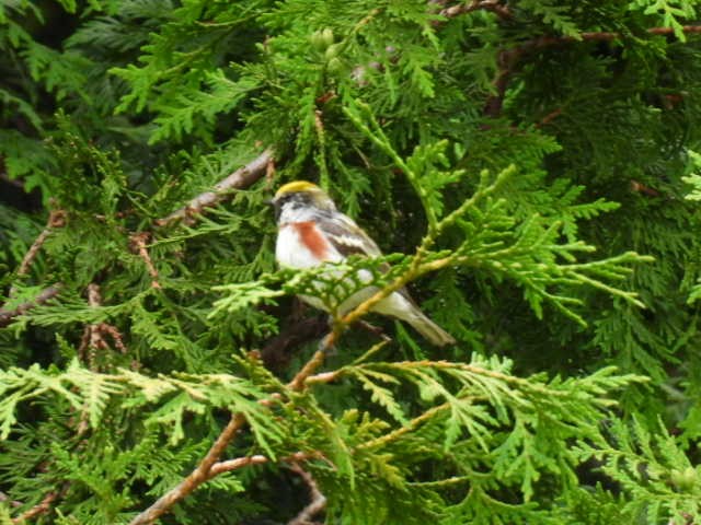 Chestnut-sided Warbler - ML620878254