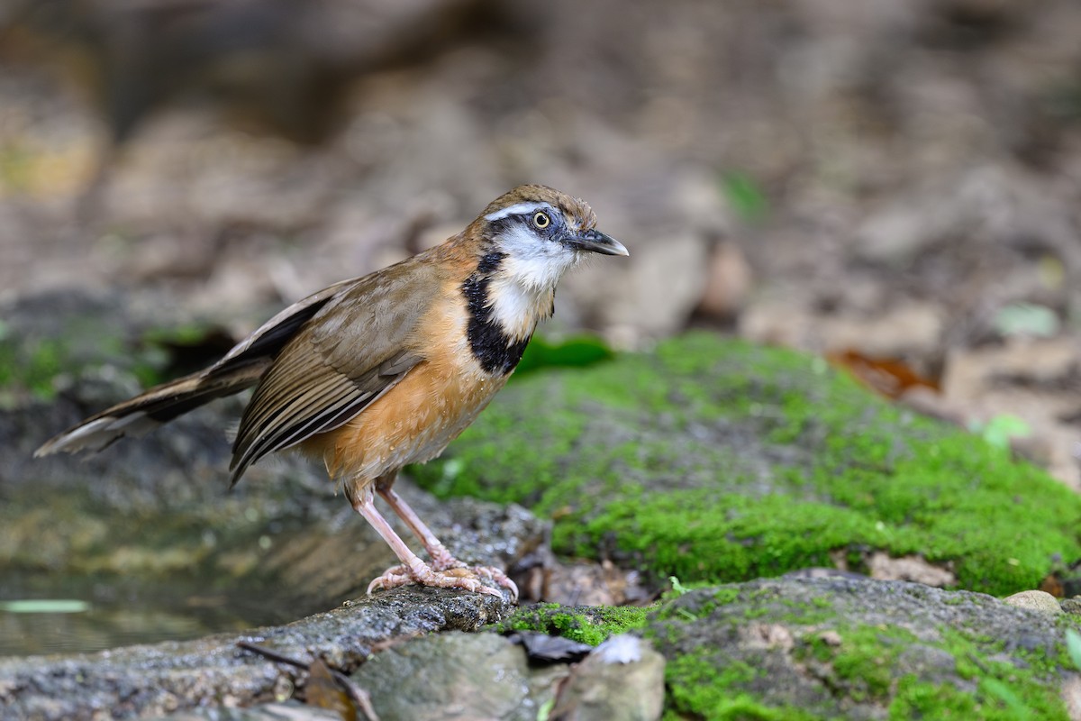 Lesser Necklaced Laughingthrush - ML620878258