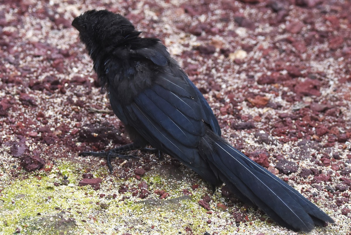 Smooth-billed Ani - ML620878266