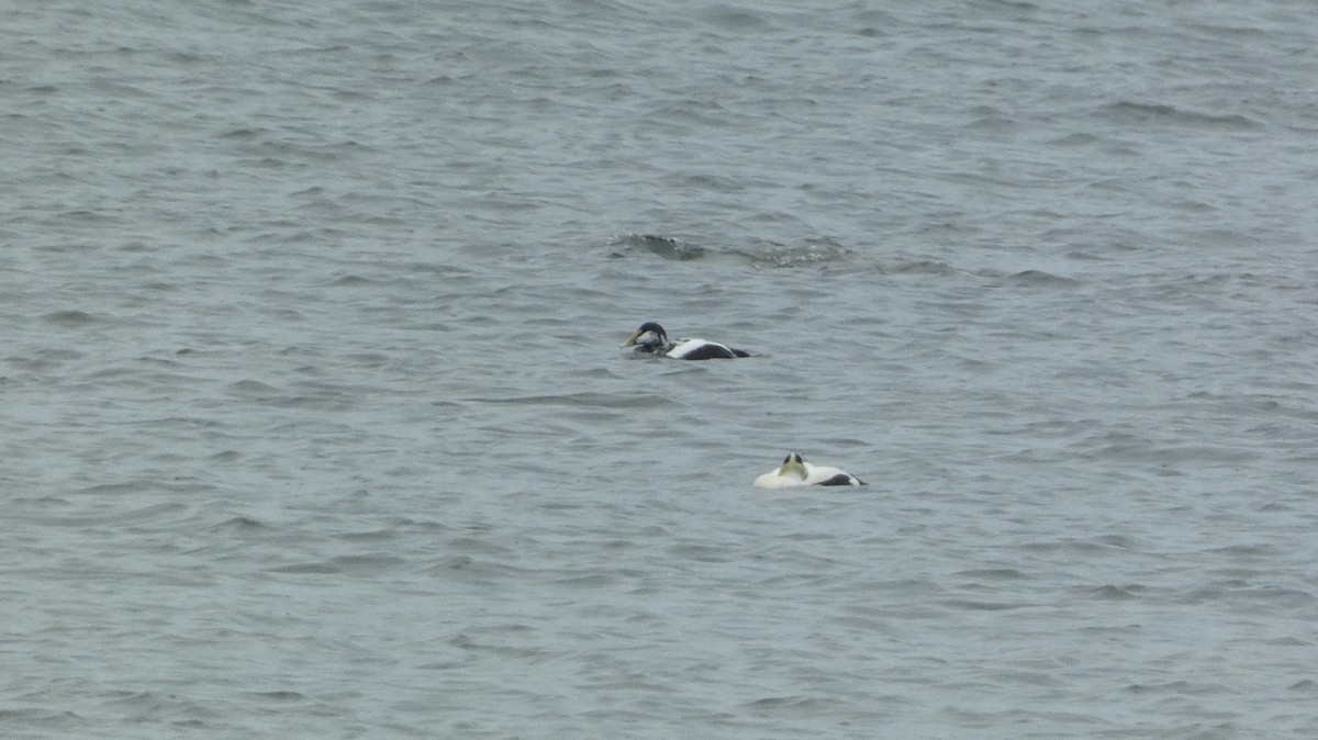 Common Eider - ML620878268