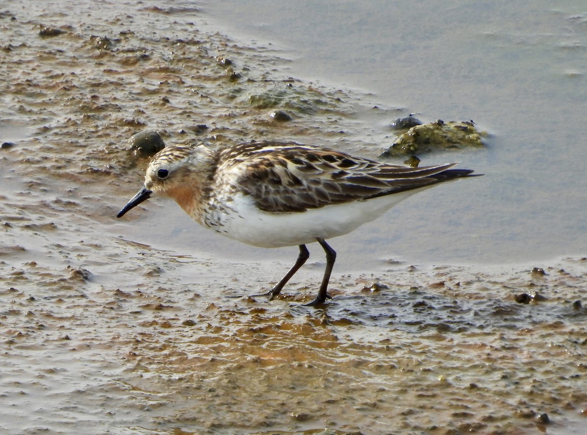 Red-necked Stint - ML620878273