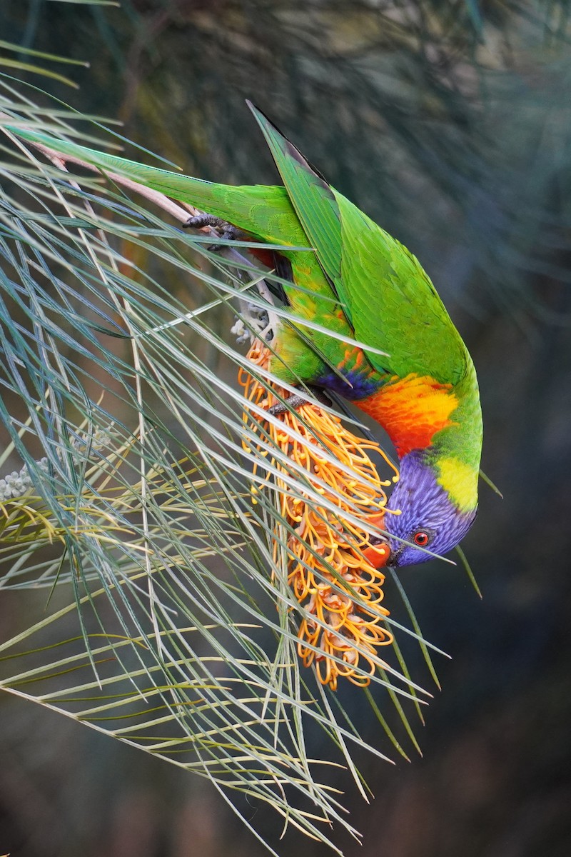 Rainbow Lorikeet - ML620878275