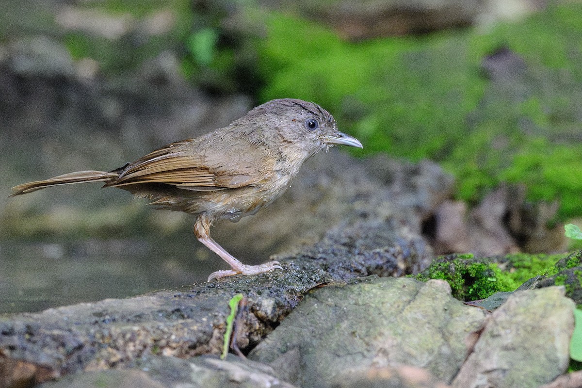 Brown-cheeked Fulvetta - ML620878280