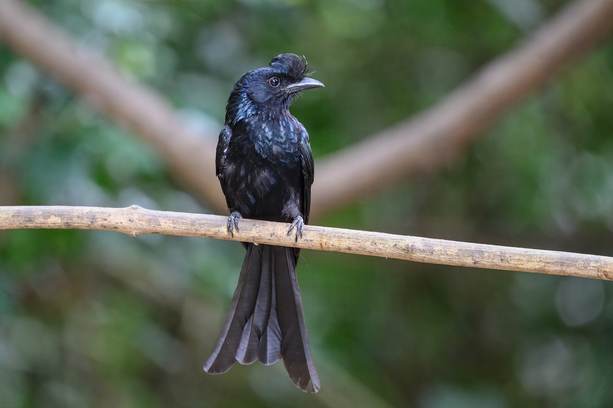 Greater Racket-tailed Drongo - ML620878284