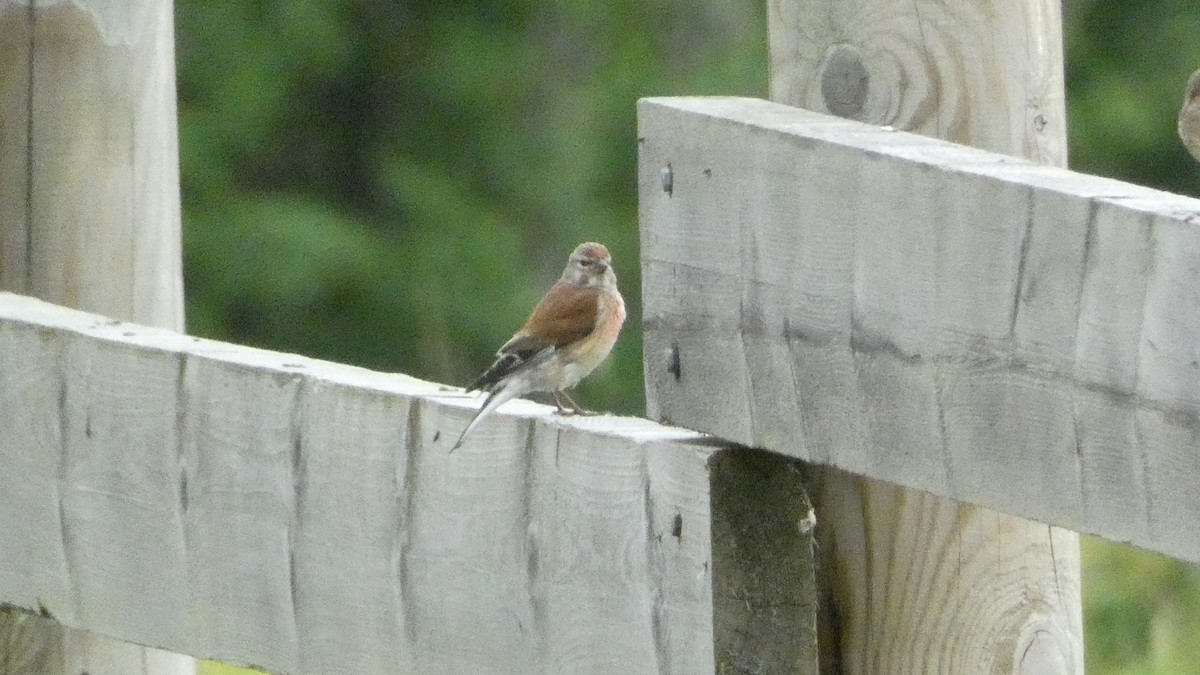 Eurasian Linnet - Malini Kaushik