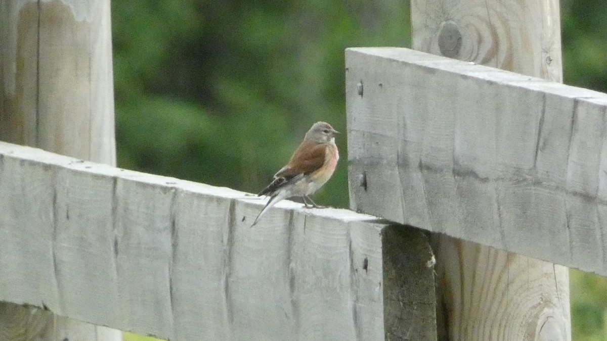 Eurasian Linnet - ML620878287