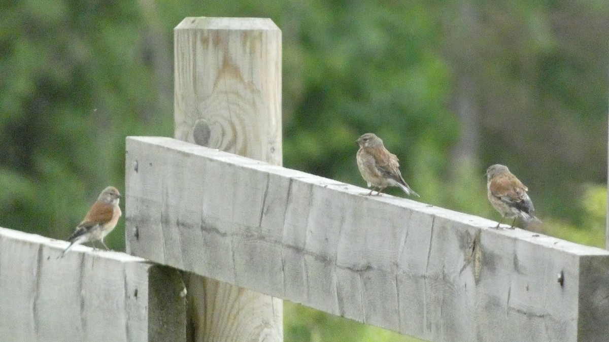 Eurasian Linnet - ML620878288