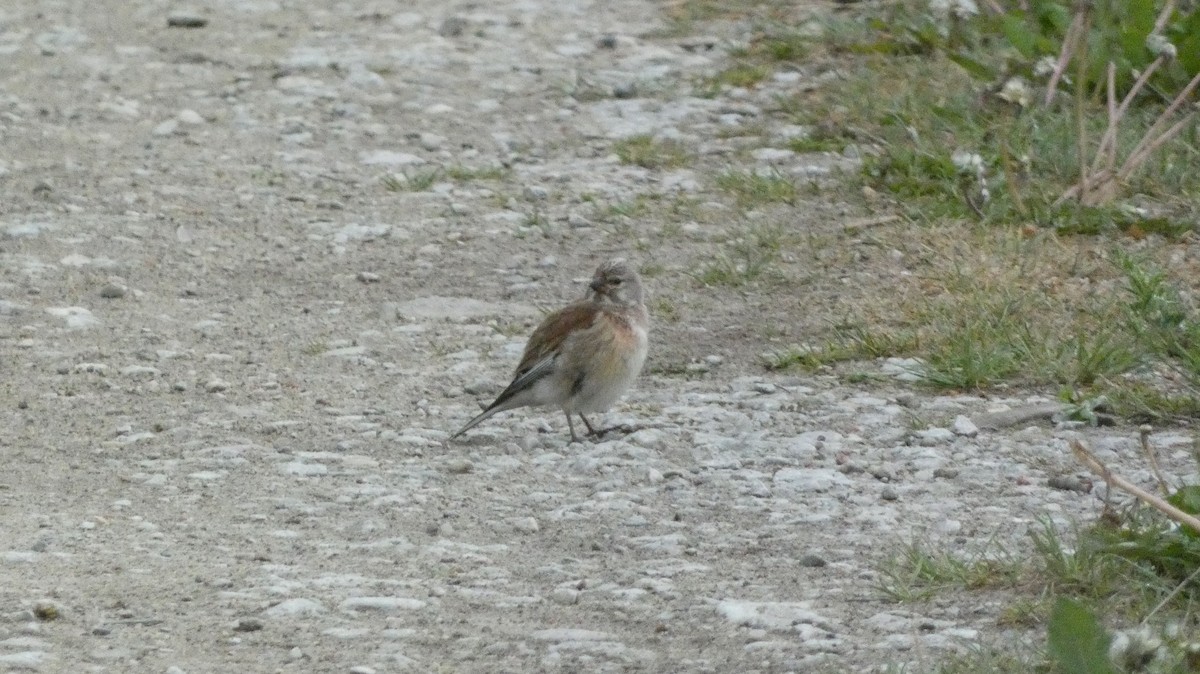 Eurasian Linnet - ML620878289