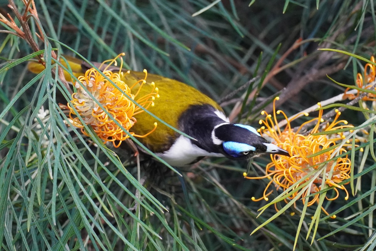 Blue-faced Honeyeater - ML620878293