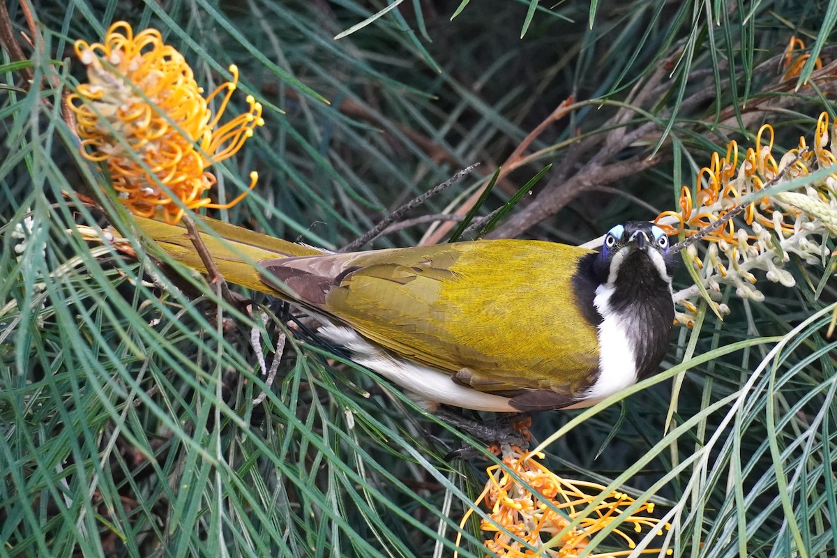 Blue-faced Honeyeater - ML620878294