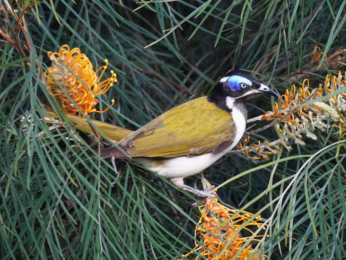 Blue-faced Honeyeater - ML620878295