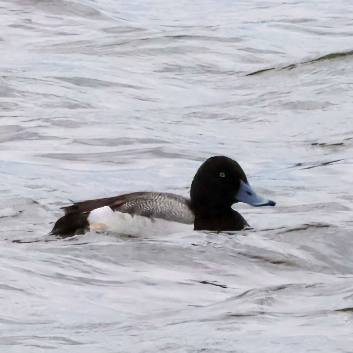 Lesser Scaup - ML620878296