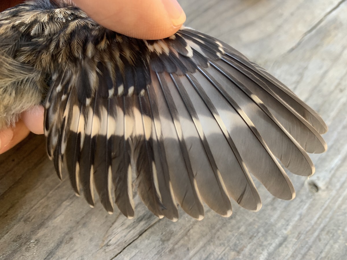 Brown Creeper - ML620878303