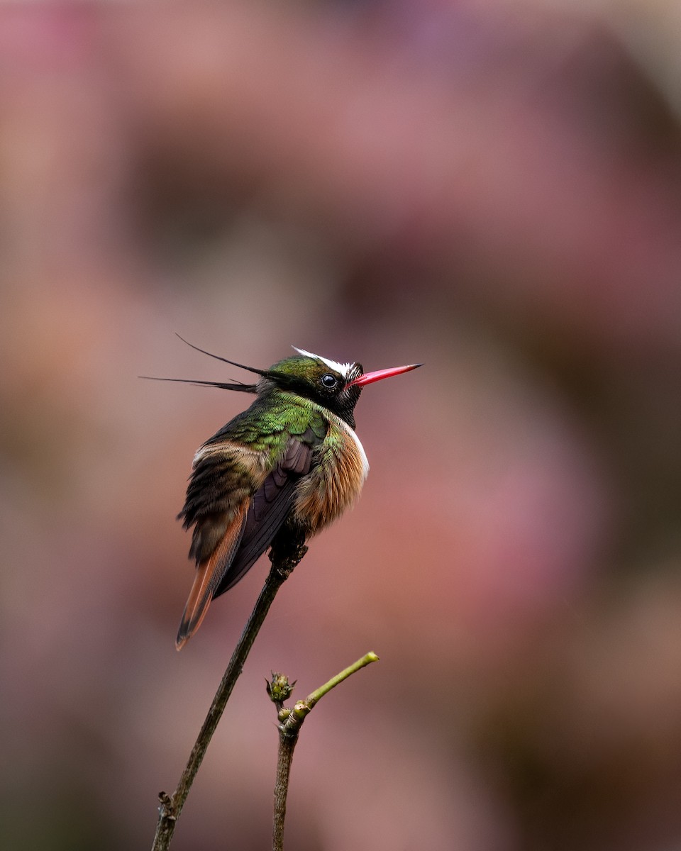 White-crested Coquette - ML620878304