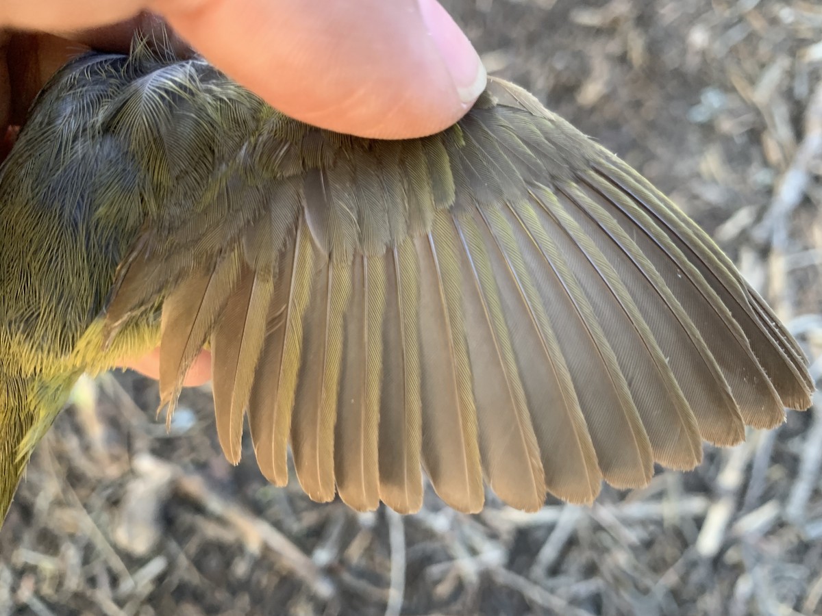 MacGillivray's Warbler - ML620878308