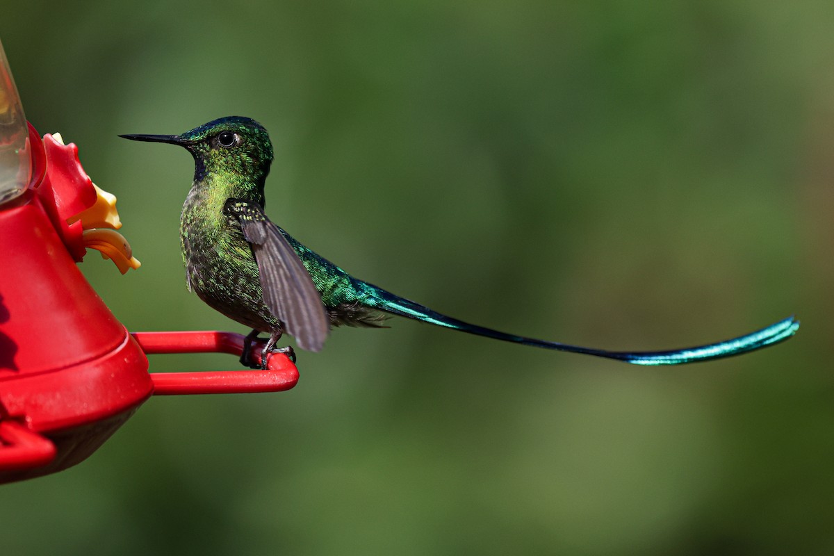 Long-tailed Sylph - Laura Forrest