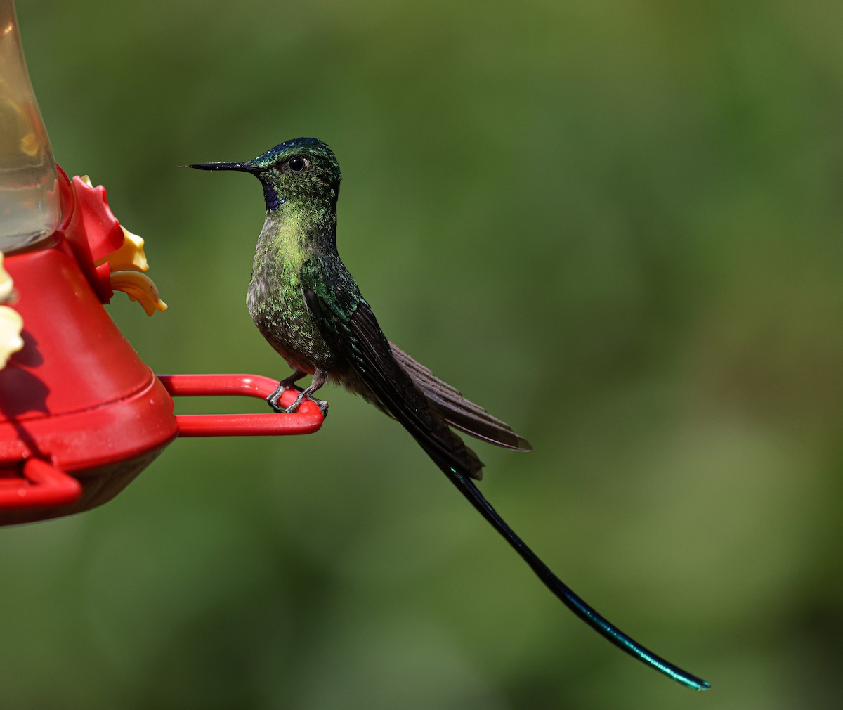 Long-tailed Sylph - ML620878318