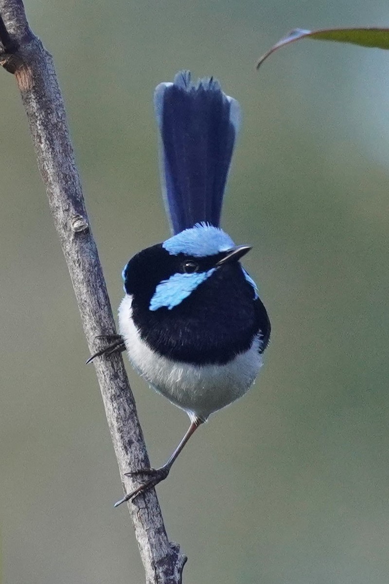 Superb Fairywren - Ellany Whelan