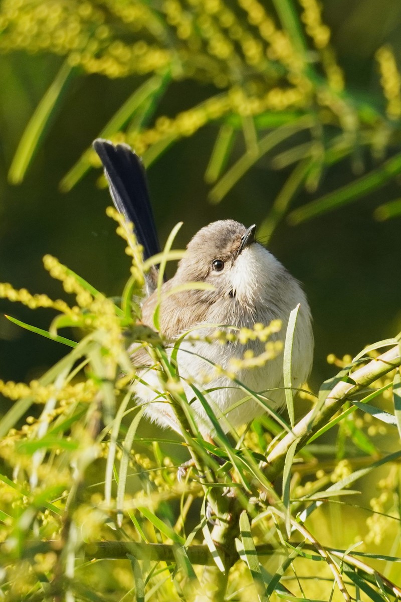 Superb Fairywren - ML620878321