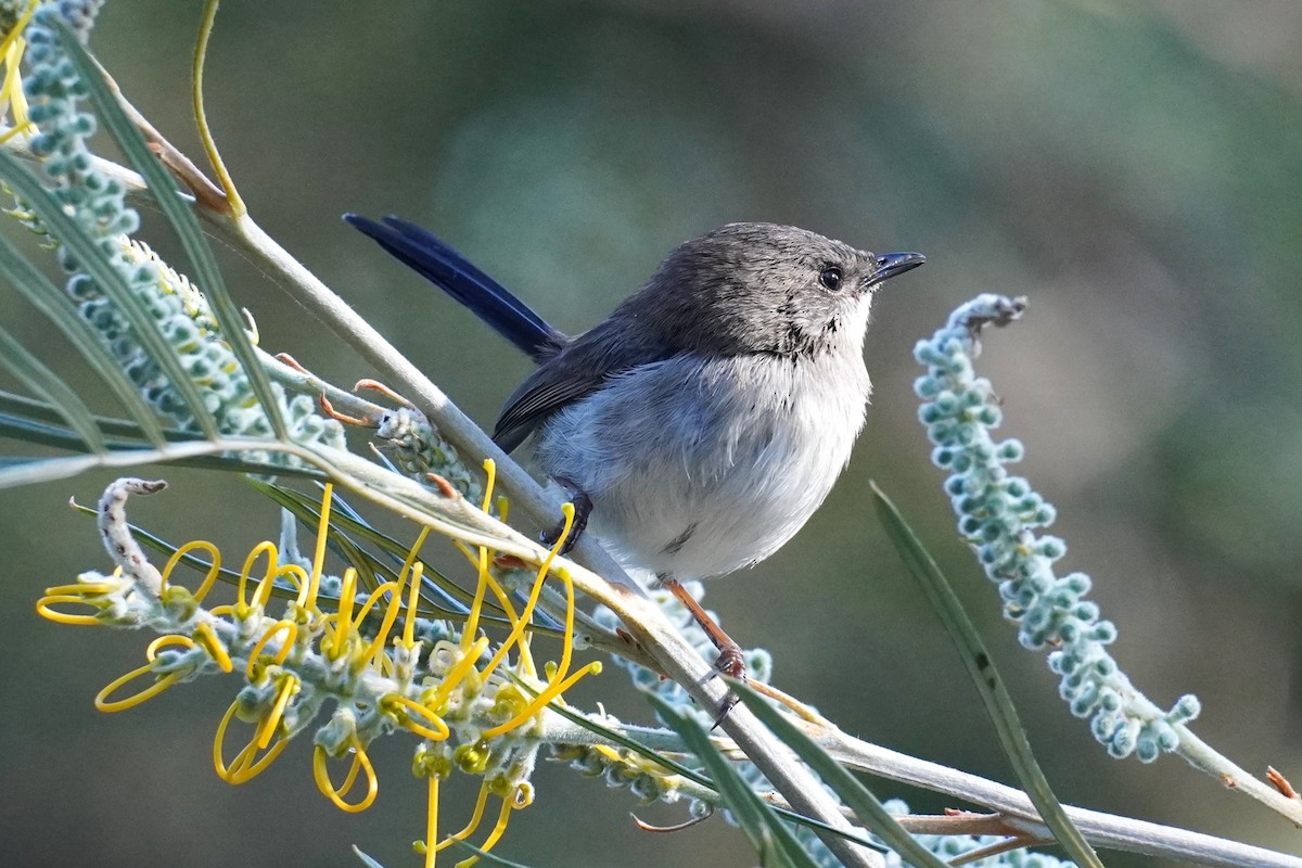 Superb Fairywren - ML620878322