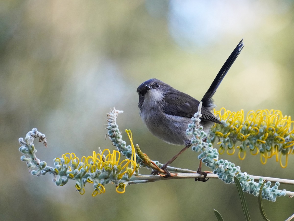 Superb Fairywren - ML620878323