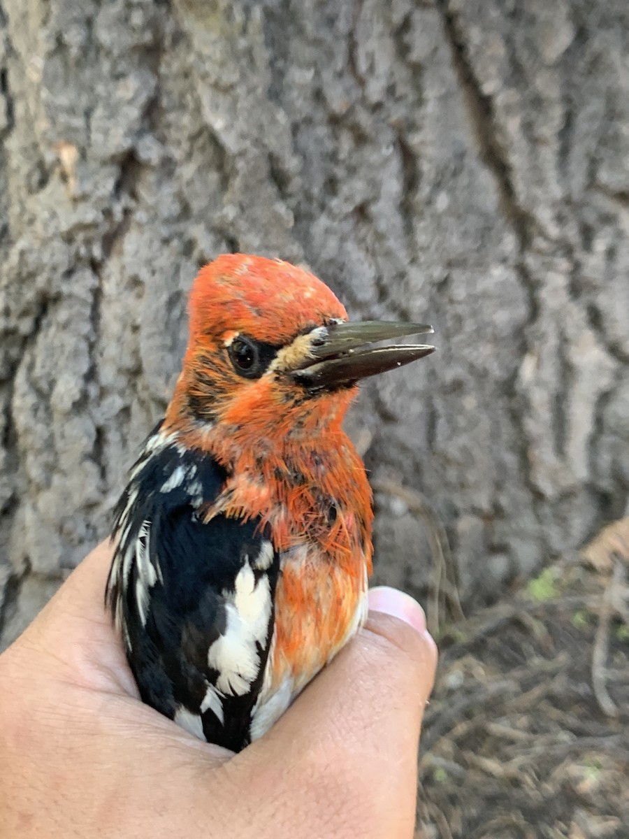 Red-breasted Sapsucker - ML620878325
